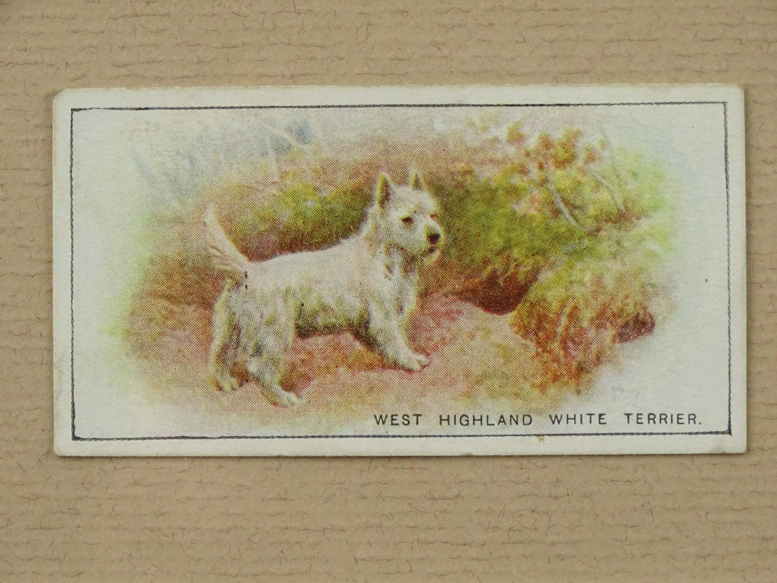 Cigarette Card - 3