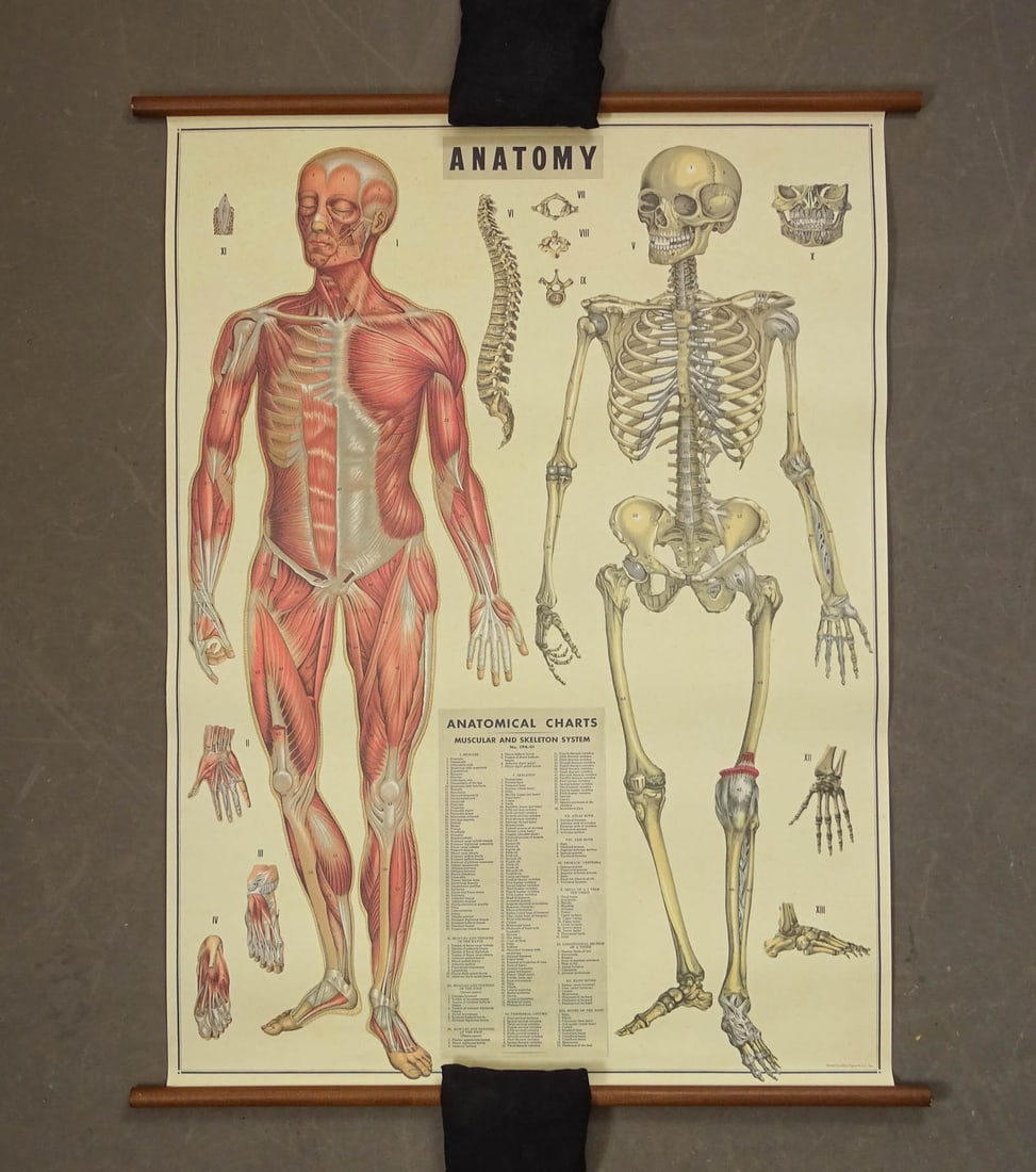 School Chart: Cavallini & Co. Anatomy School chart in original tube.