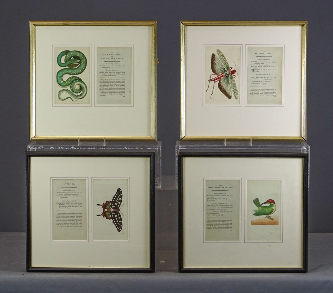 Artwork Lot: Lot including: Early Nature engraving: "The Canine Boa" after Frederick Nodder 1790", "The Egyptian Locust", "Antenor" (F. Nodder), "The Red-Headed Bee Eater". All frames 17" x 18".