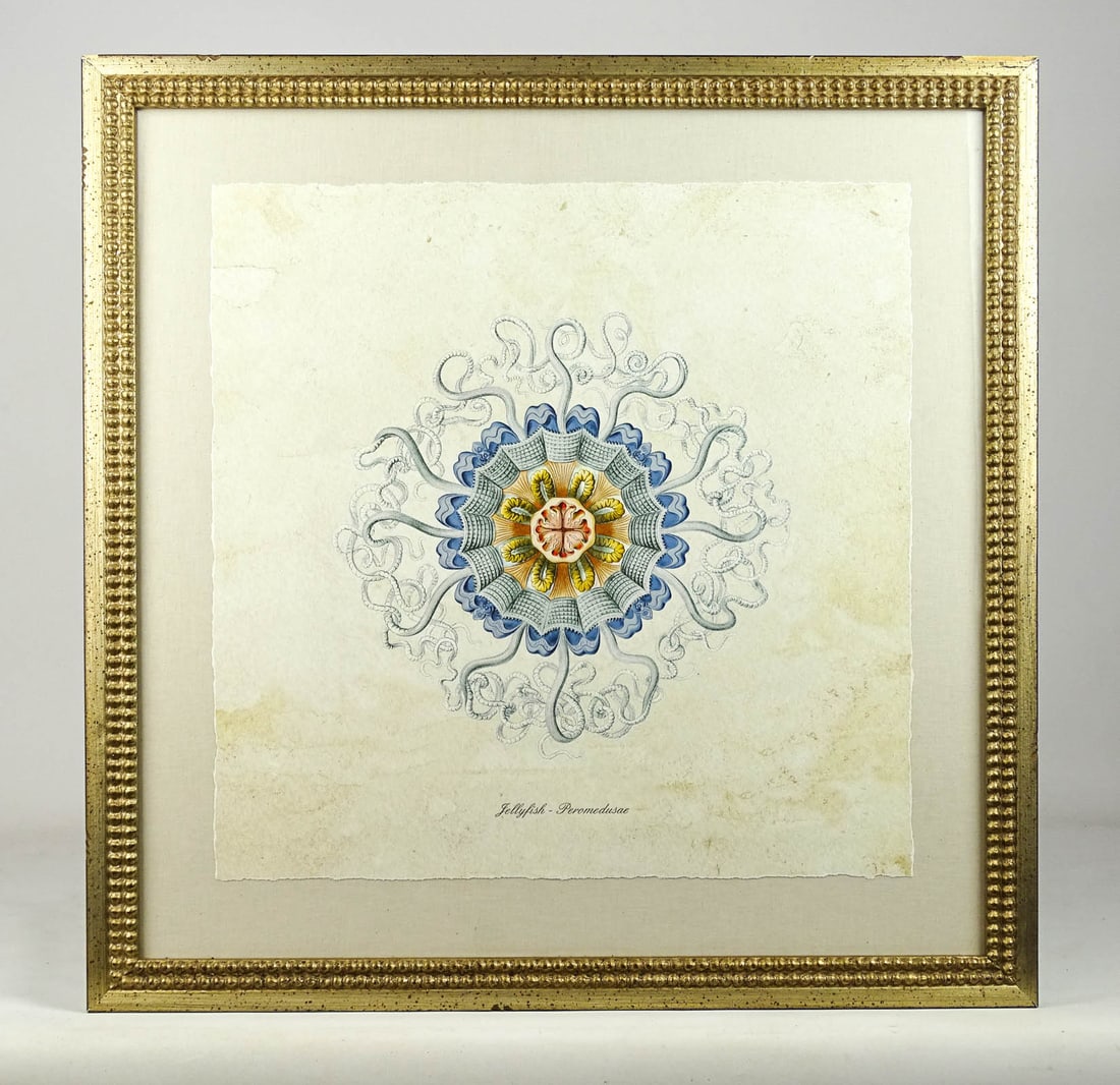 18th c. Jellyfish Print (1 of 5)