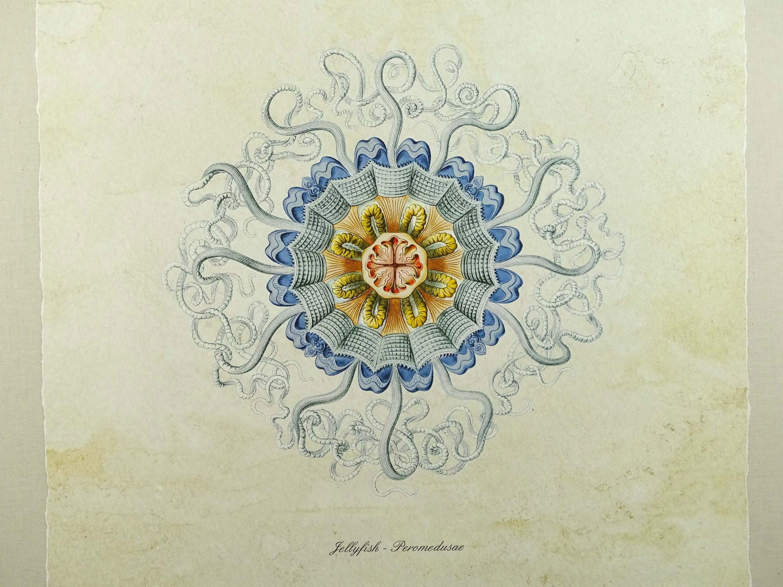18th c. Jellyfish Print - 2