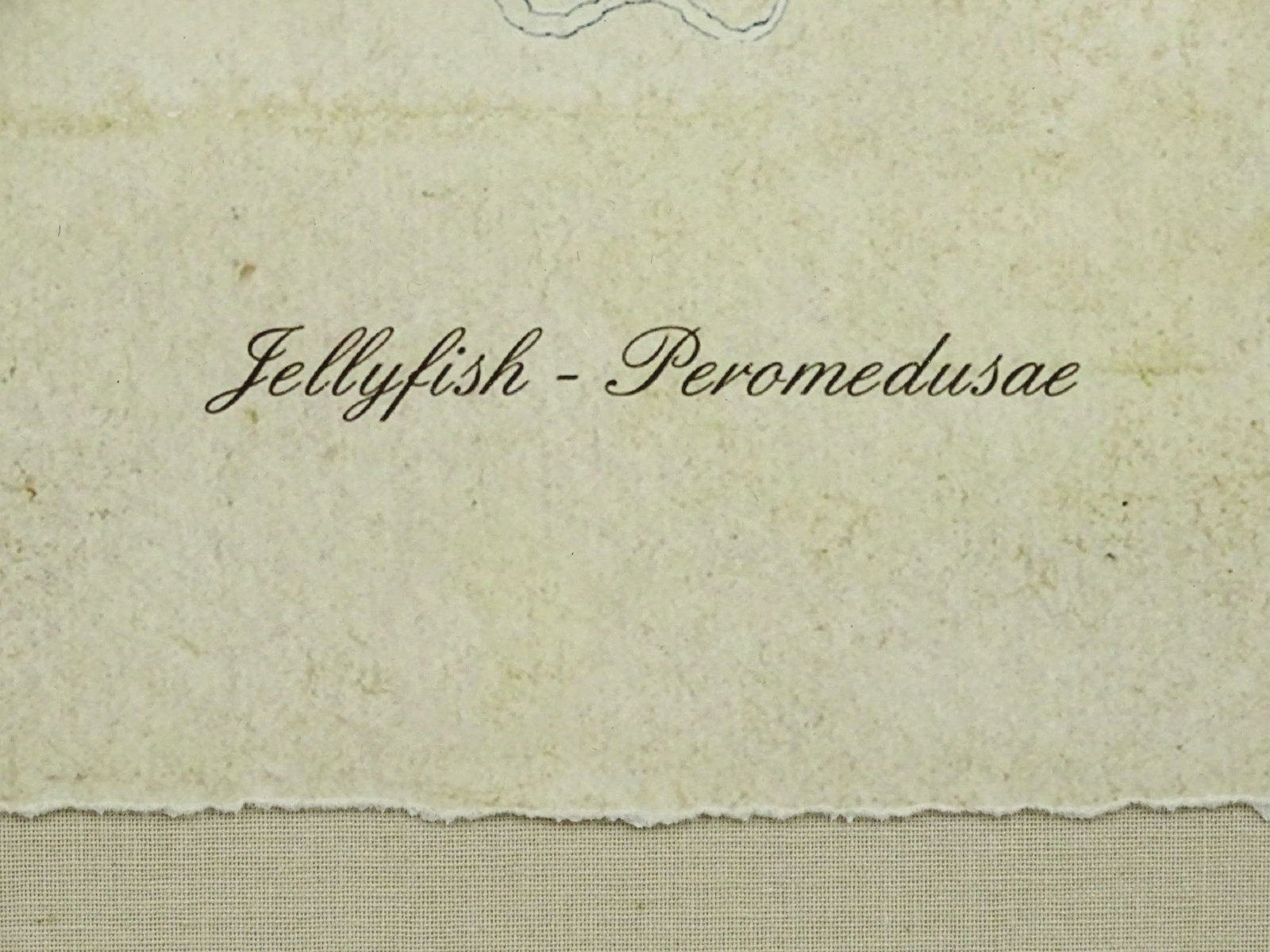 18th c. Jellyfish Print - 4