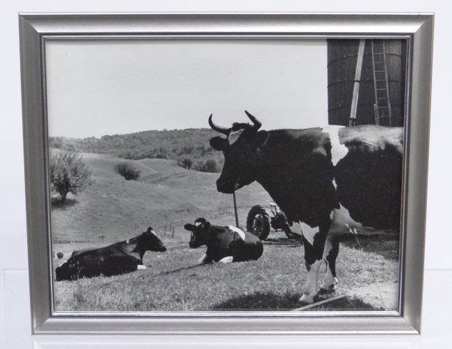 Al Macy Photograph: C. 1950's Vintage Al Macy 8 x 10" photograph, cows in Vt.. Estate stamp verso."