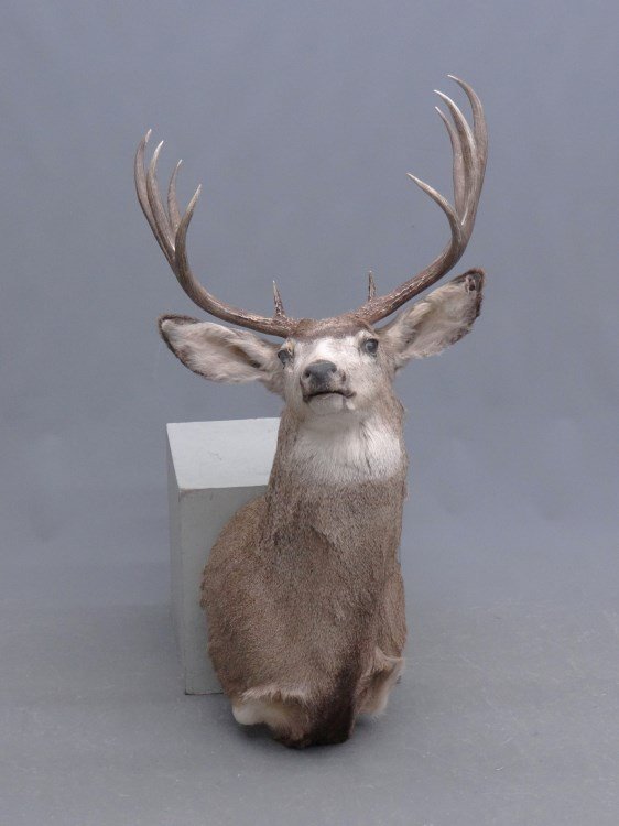 Deer Head Mount: Deer head mount. Imperfections.