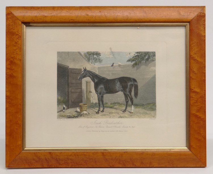 Horse Print "Irish Birdcatcher": Horse print "Irish Birdcatcher" (Harry Hall Newmarket, R. Hacker). In birdseye maple frame. Sight 11 1/2" x 14 1/2".