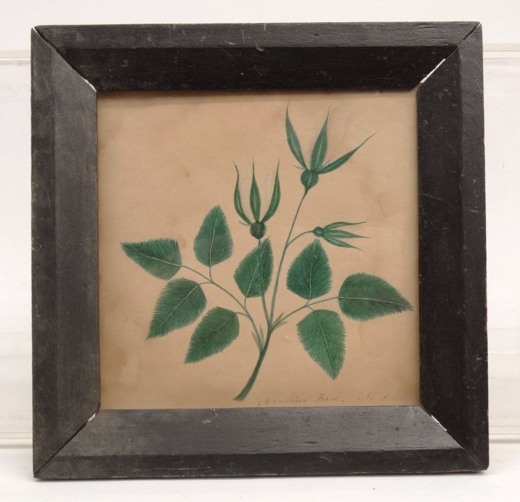 19th c. Watercolor: 19th c. floral watercolor. Sight 5 1/2" x 5 1/2". Signed "Caroline Force...".