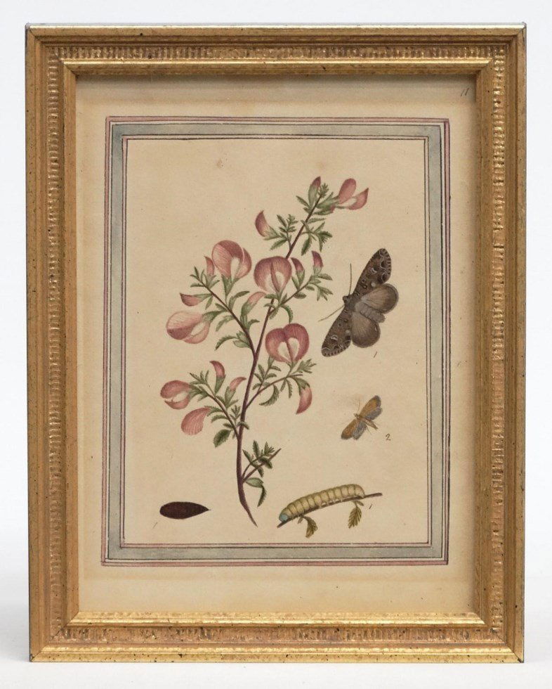 19th c. Floral Study Watercolor (1 of 6)