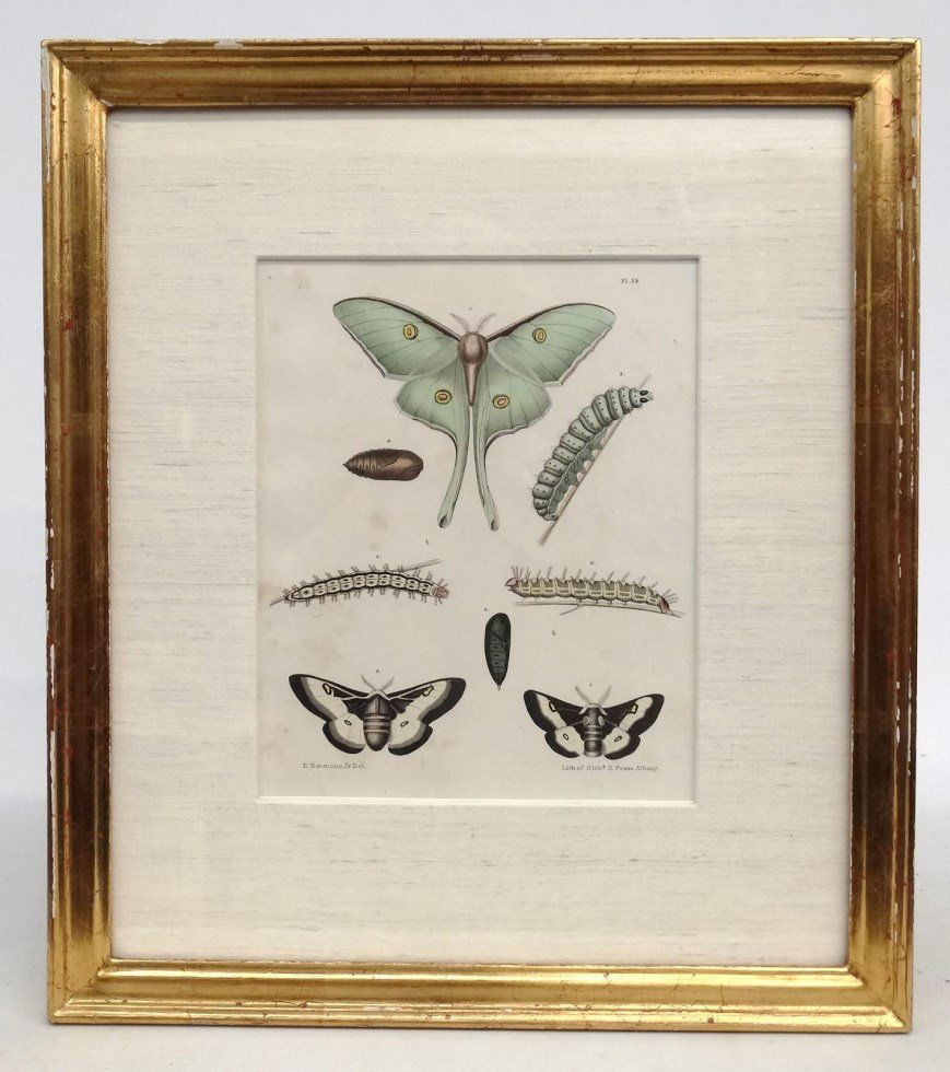 19th c. Insect Study Print (1 of 3)