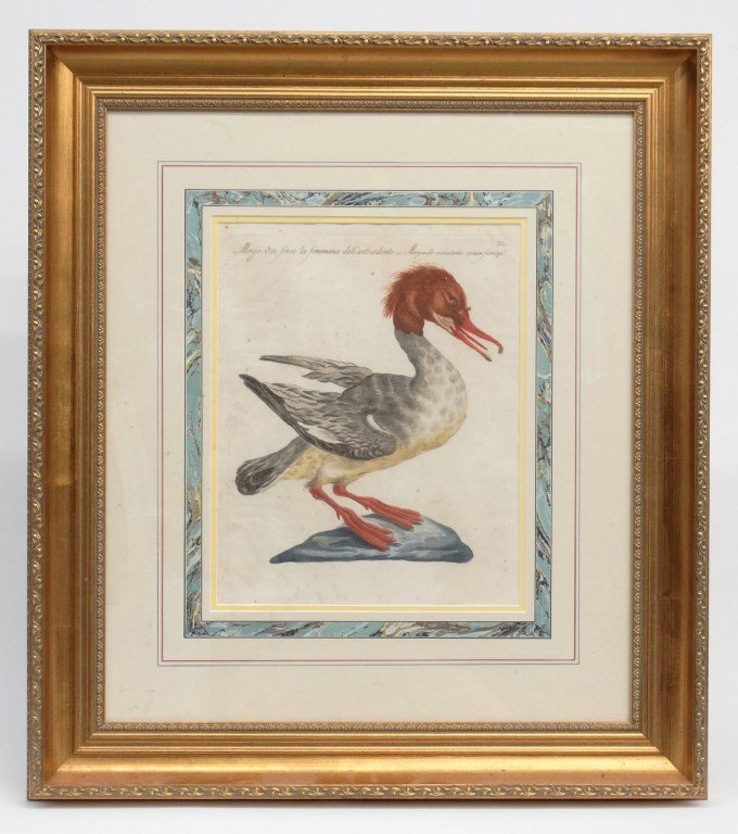 "Merganser Antecedentis" (From Manetti) (1 of 3)