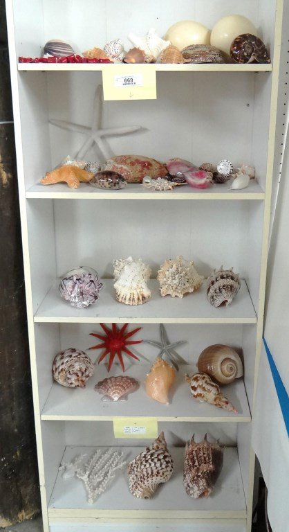 Lot Of Seashells (1 of 10)