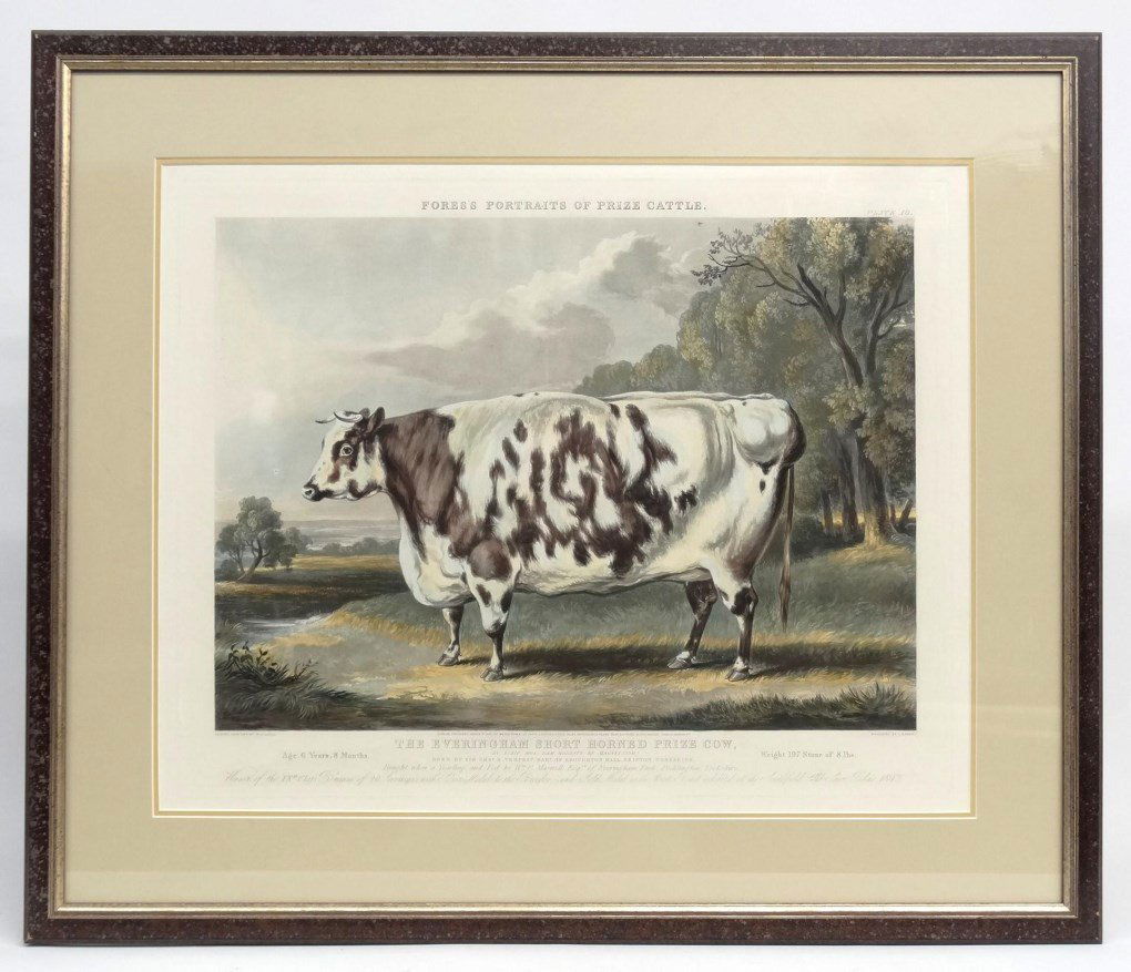 "Fores Portraits Of Prize Cattle", Print (1 of 7)