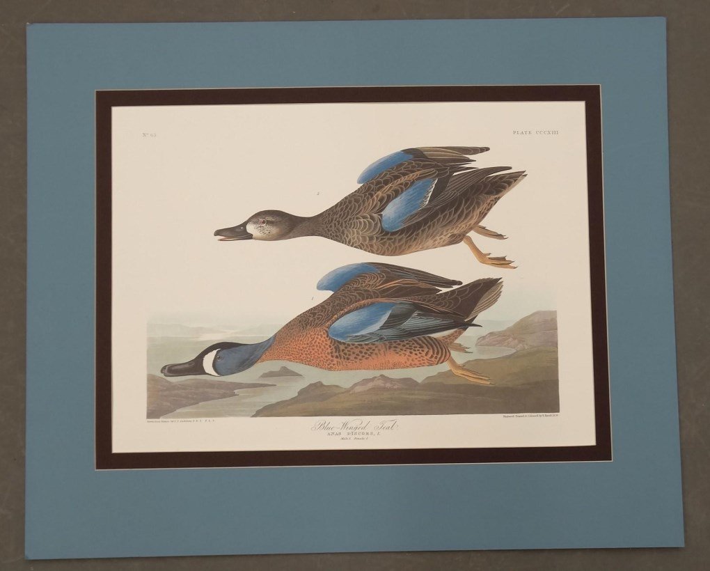 Audubon Print (1 of 6)