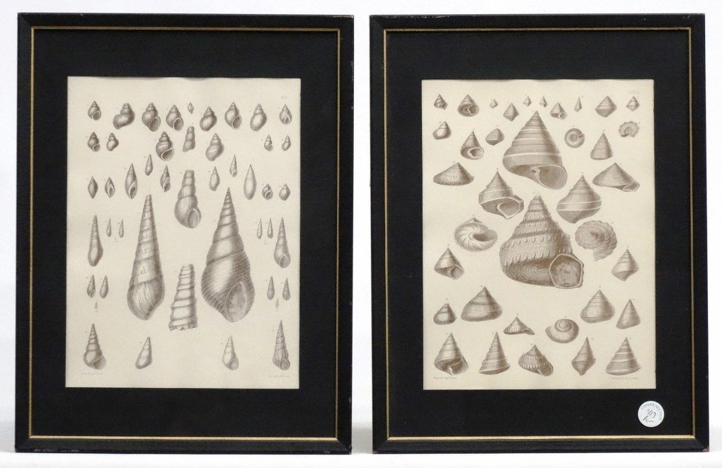 Pair Of Natural History Studies (1 of 6)