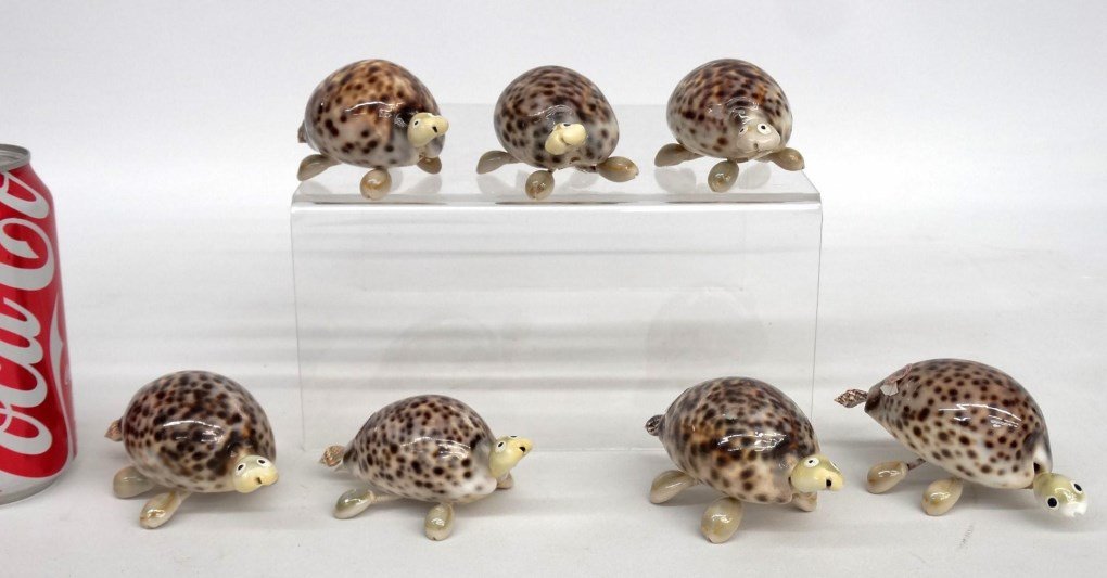 Shell Turtles (1 of 5)