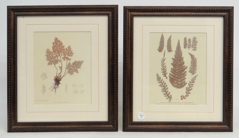 Pair Floral Study Prints (1 of 5)