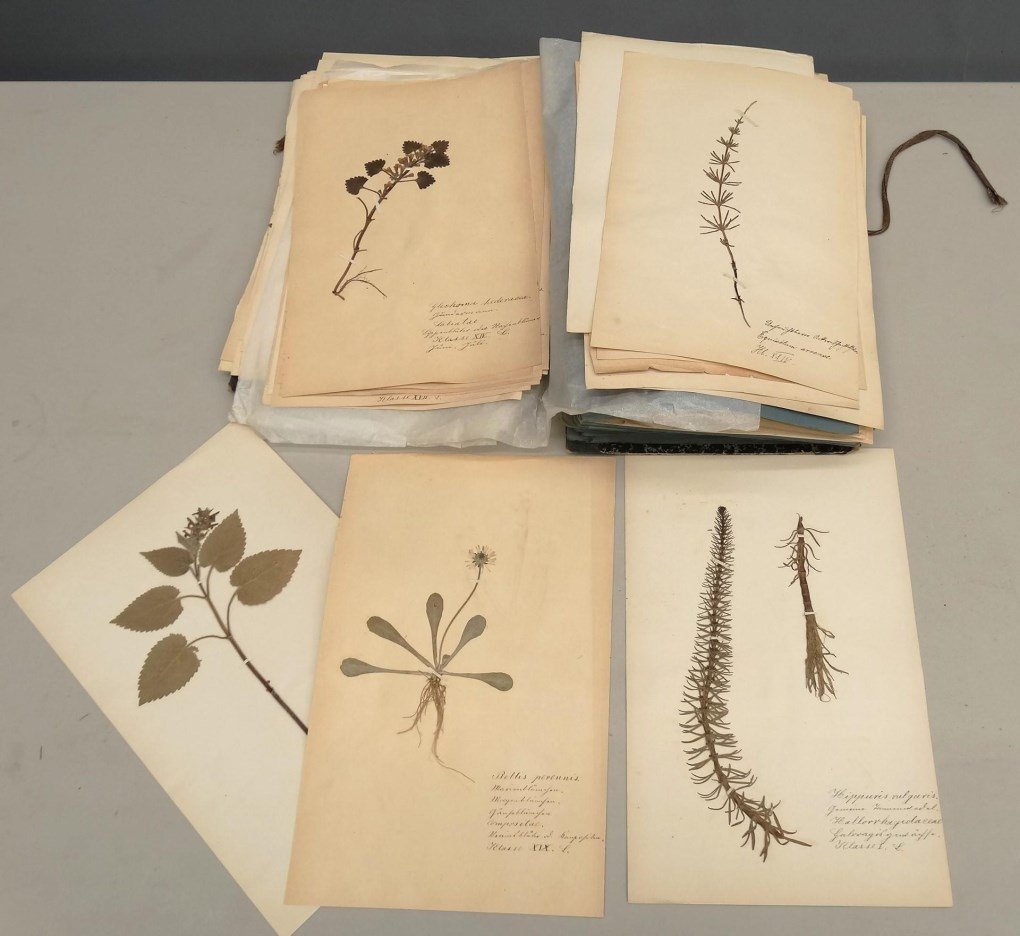 Botanical Study Album (1 of 10)