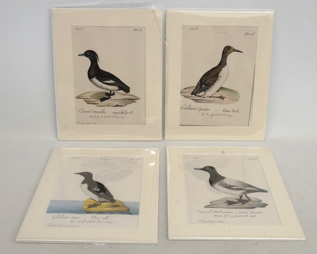 19th c. Bird Study Watercolors (1 of 5)