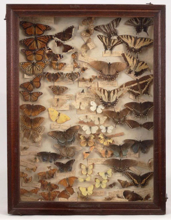 Framed Butterfly Collection (1 of 8)