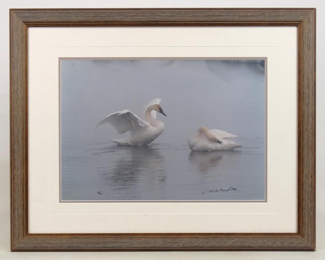 Thomas D. Mangelsen Photograph (1 of 6)