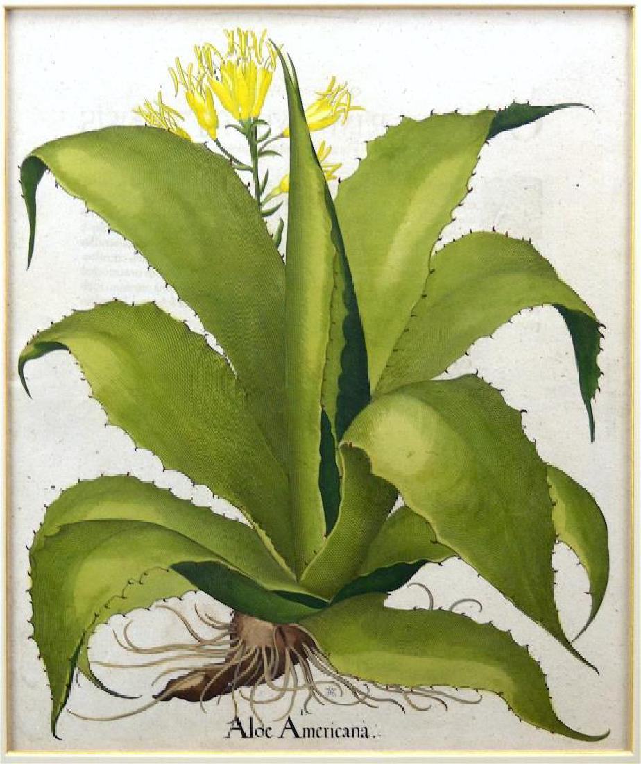 Two framed 17th C Basil Besler botanical prints (1 of 2)