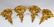 Four Italian giltwood wall brackets