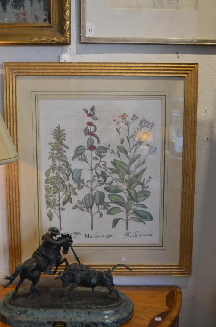 Pair of botanical engravings after Basilius Besler (1 of 2)