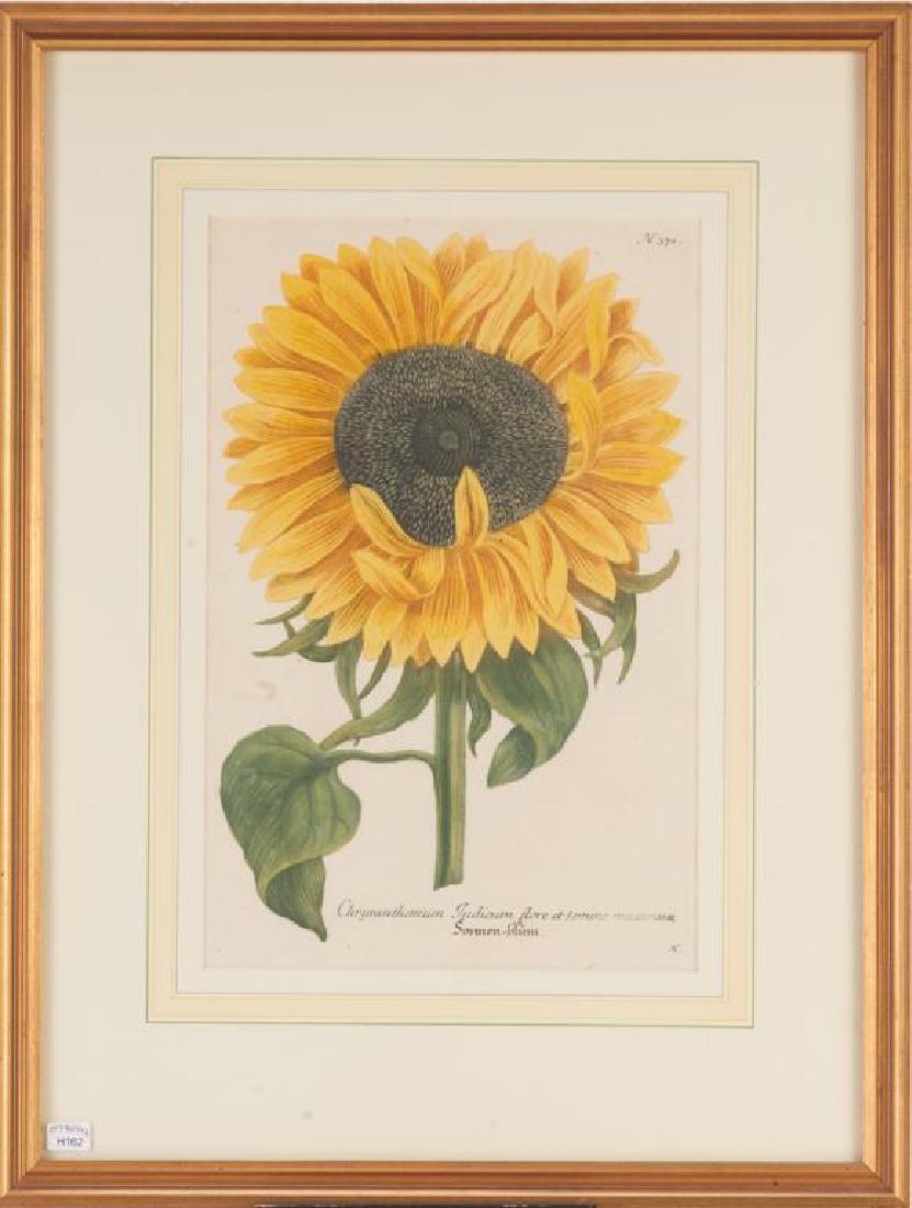 JOHANN WILHELM WEINMANN (German, 1683-1741) (1 of 4)