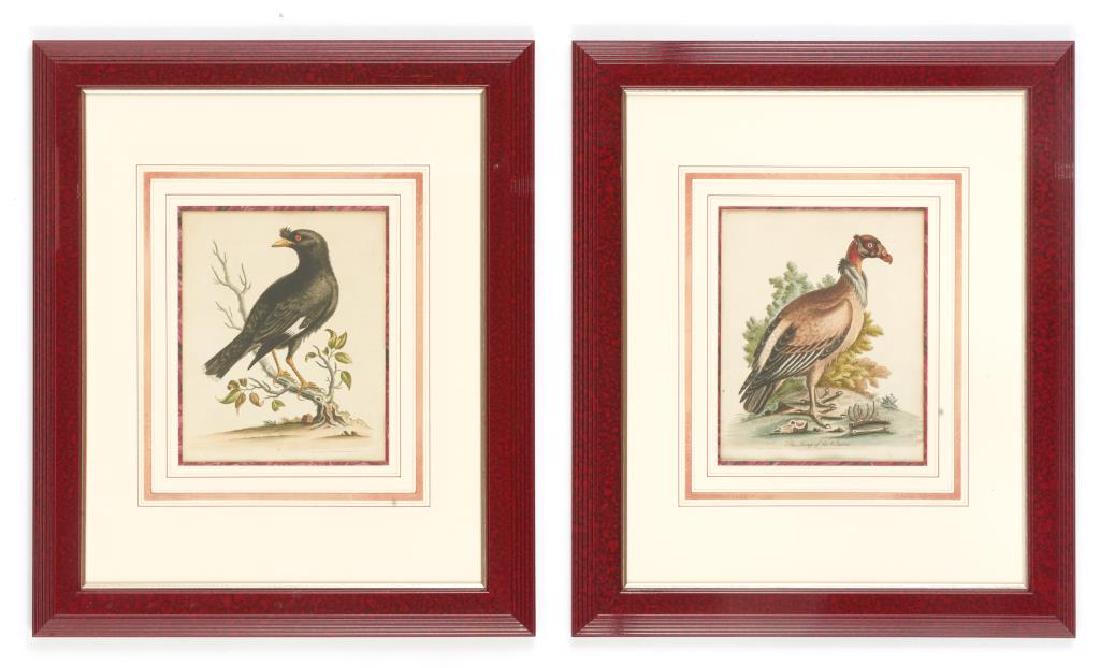 TEN ORNITHOLOGICAL ANTIQUE ENGRAVINGS: By George Edwards, each hand tinted rare bird from a copper plate. 18th C. With later frames. Overall: 58.5 cm x 49.5 cm (23 in. x 19 1/2 in.)