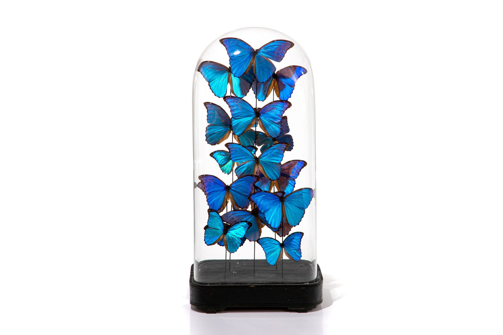 DECORATIVE CASED MORPHO DIDIUS BUTTERFLY DISPLAY (1 of 2)
