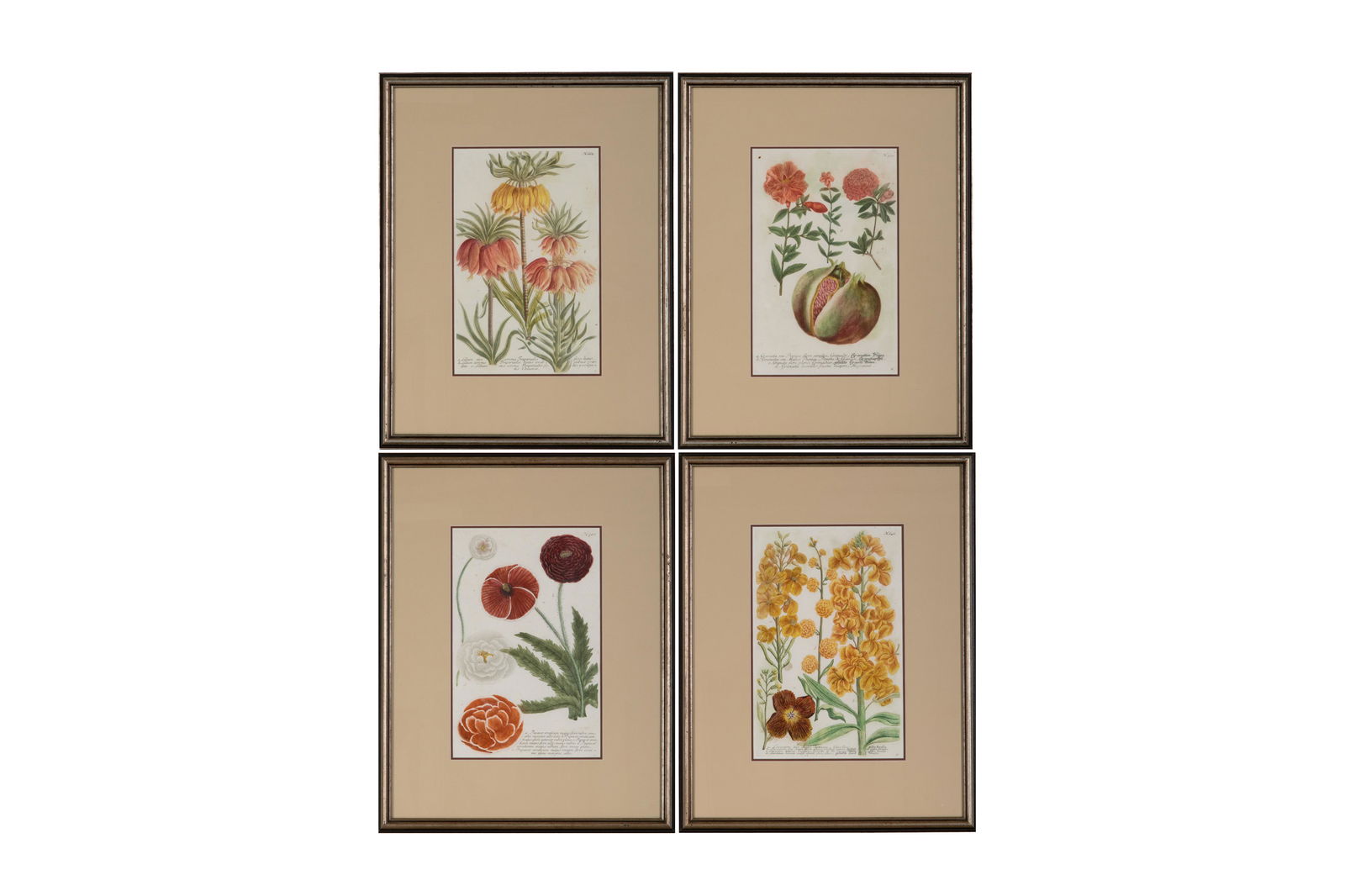 FOUR 18th C GERMAN ANTIQUE BOTANICAL ENGRAVINGS (1 of 5)