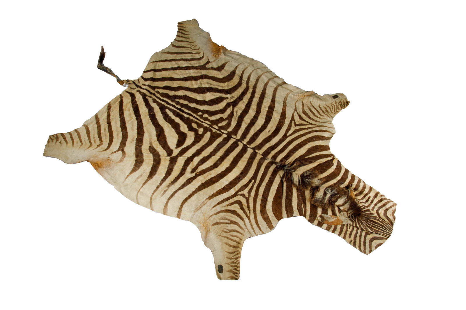 VINTAGE ZEBRA SKIN RUG (1 of 1)