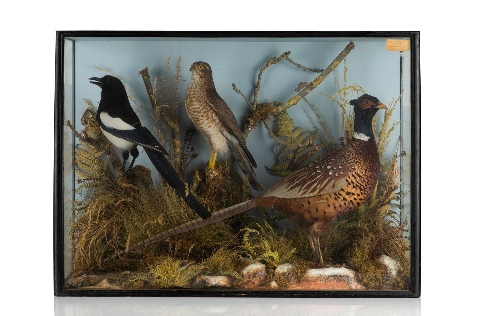 VICTORIAN ENGLISH TAXIDERMY DISPLAY (1 of 6)