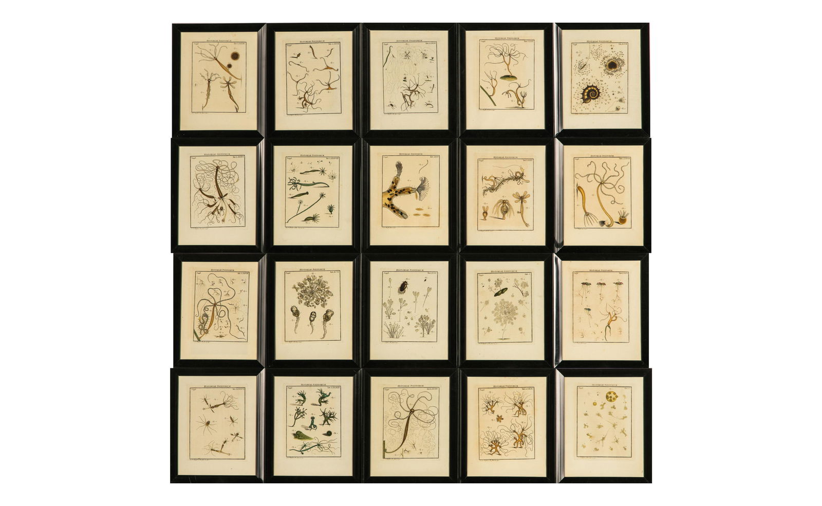TWENTY-ONE FRAMED 18th C BOTANICAL PRINTS (1 of 6)
