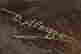 item-131831170=6