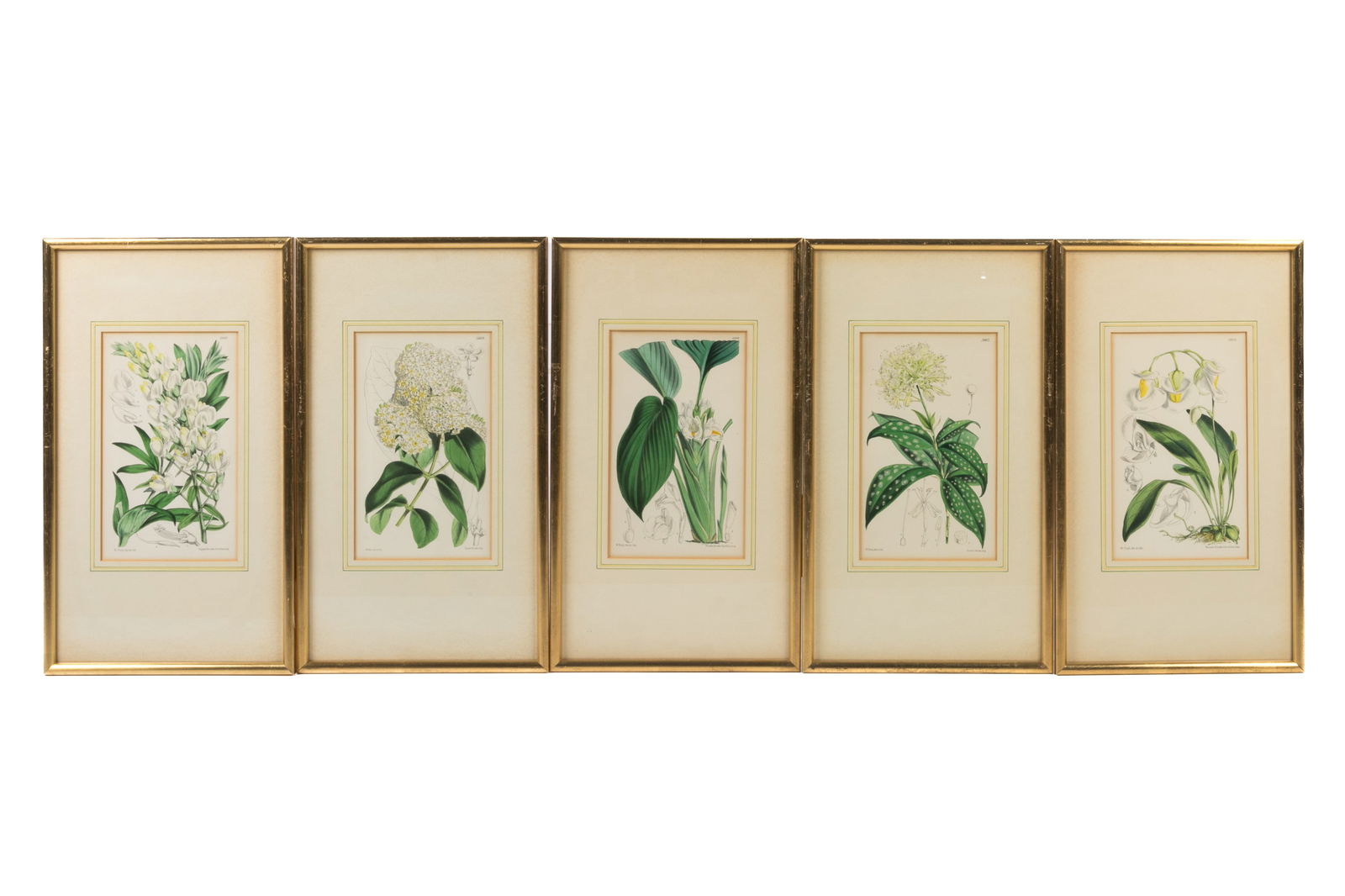 SET OF 5 BOTANICAL PRINTS (1 of 2)