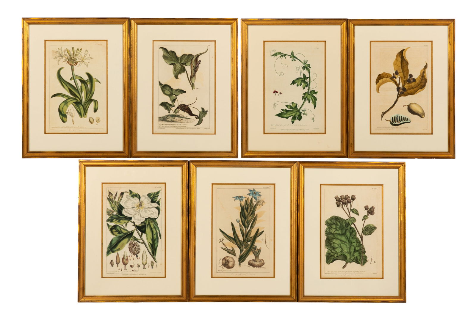 SET OF SEVEN FRAMED BOTANICAL PRINTS (1 of 8)