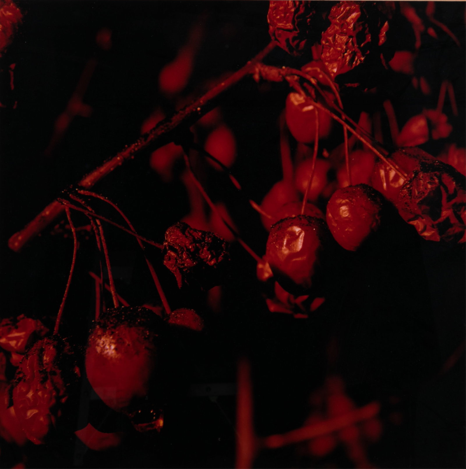 ELDON GARNET (Canada, b. 1946): Promise #7 Chromogenic colour print Artist proofMeasurements (sight): H. 20" x W. 20"