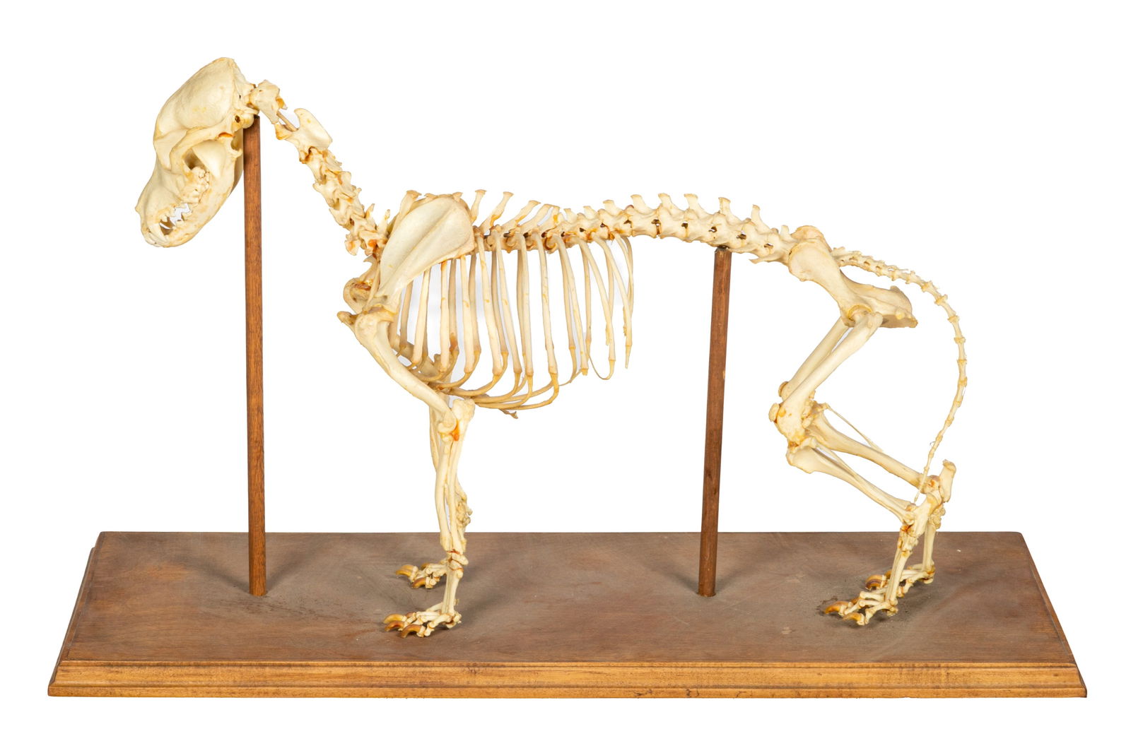 VETERINARY MEDICAL MODEL OF A CANINE SKELETON (1 of 3)
