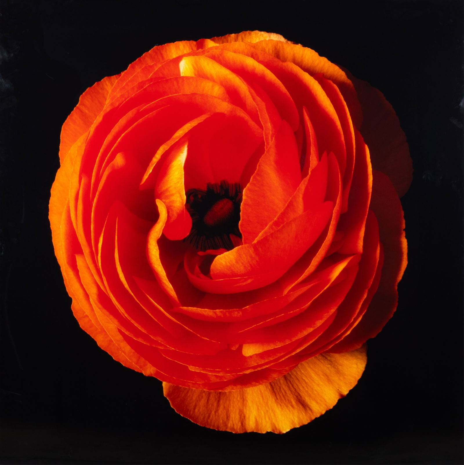 CHRISTOPHER BEANE (American, b. 1967): From the Ranunculus Series Chromogenic print Ed. 2 / 5 Signed and dated to verso H. 51" x W. 51"