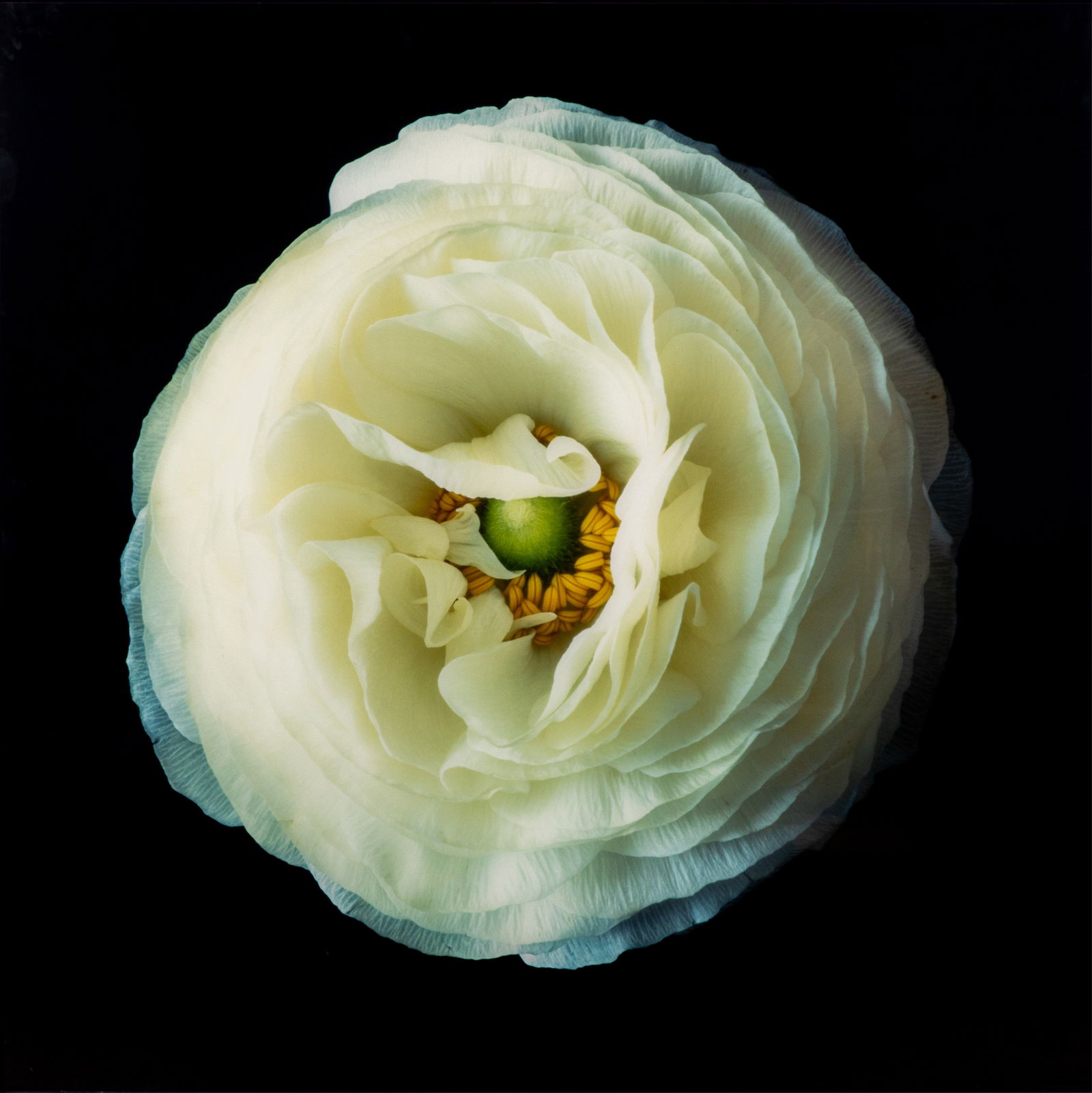 CHRISTOPHER BEANE (American, b. 1967): From the Ranunculus Series Chromogenic print Ed. 4 / 5 Signed and dated to verso H. 51" x W. 51"