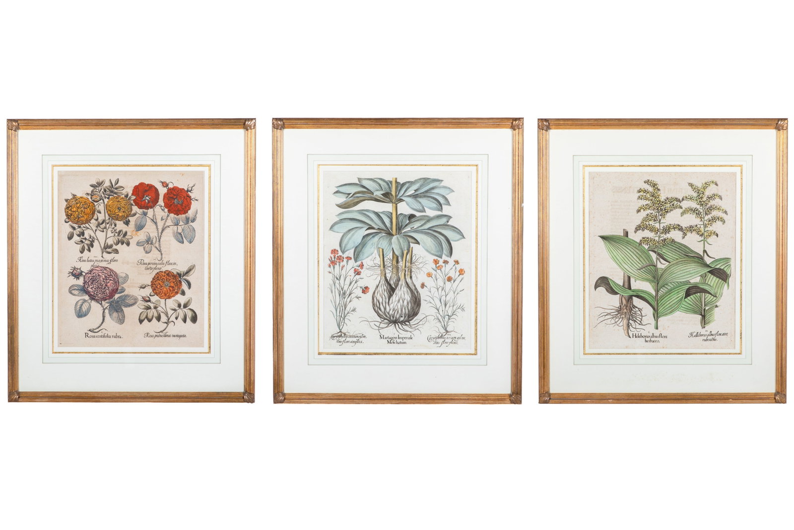 BASILIUS BESLER (German, 1561-1629): Three full-page, hand-colored, copper-plate engravings excerpted from "Hortus Eystettensis" produced by Basilius Besler (ca. 1613). Includes: "Rosa centifolia rubra, Rosa praenestina variegata, Rosa p
