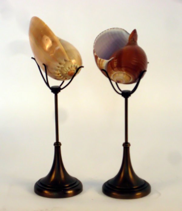 Seashell's with stand. : "Caribbean shells mounted for display on metal stand. 13"" overall height. "