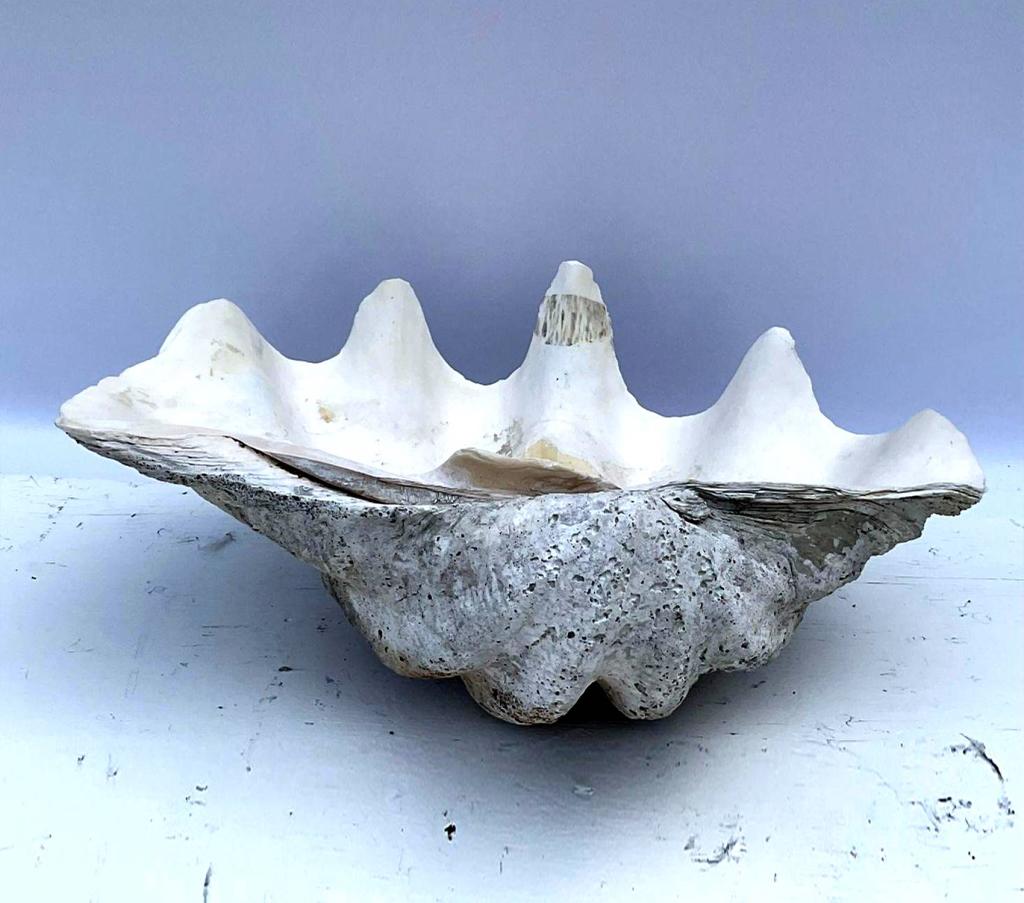 Giant Sea Clam Shell Tridacna Gigantis (1 of 4)