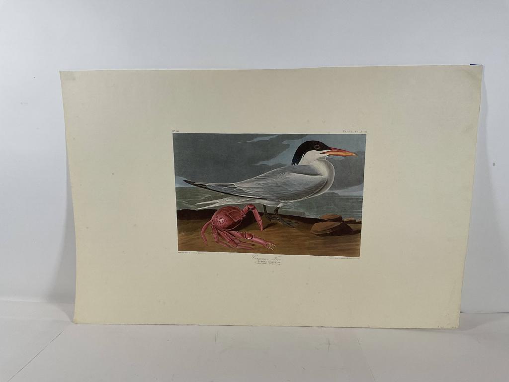 After J.J. Audobon Cayenne Tern (1 of 9)