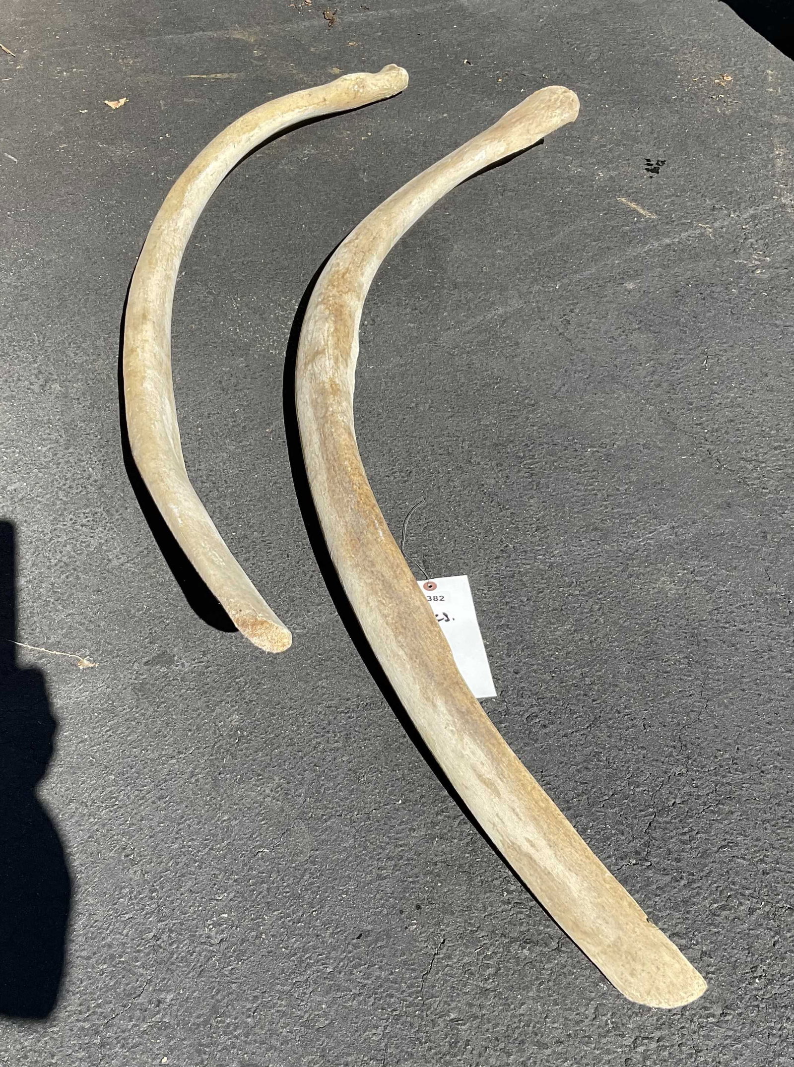Pair Of Rare White Whale Ribs: Pair of very old Gray Whale Ribs. These are gray whale ribs. These ribs were part of an exhibit at the North River Museum on City Island New York. City Island is an historic ship building port in the 