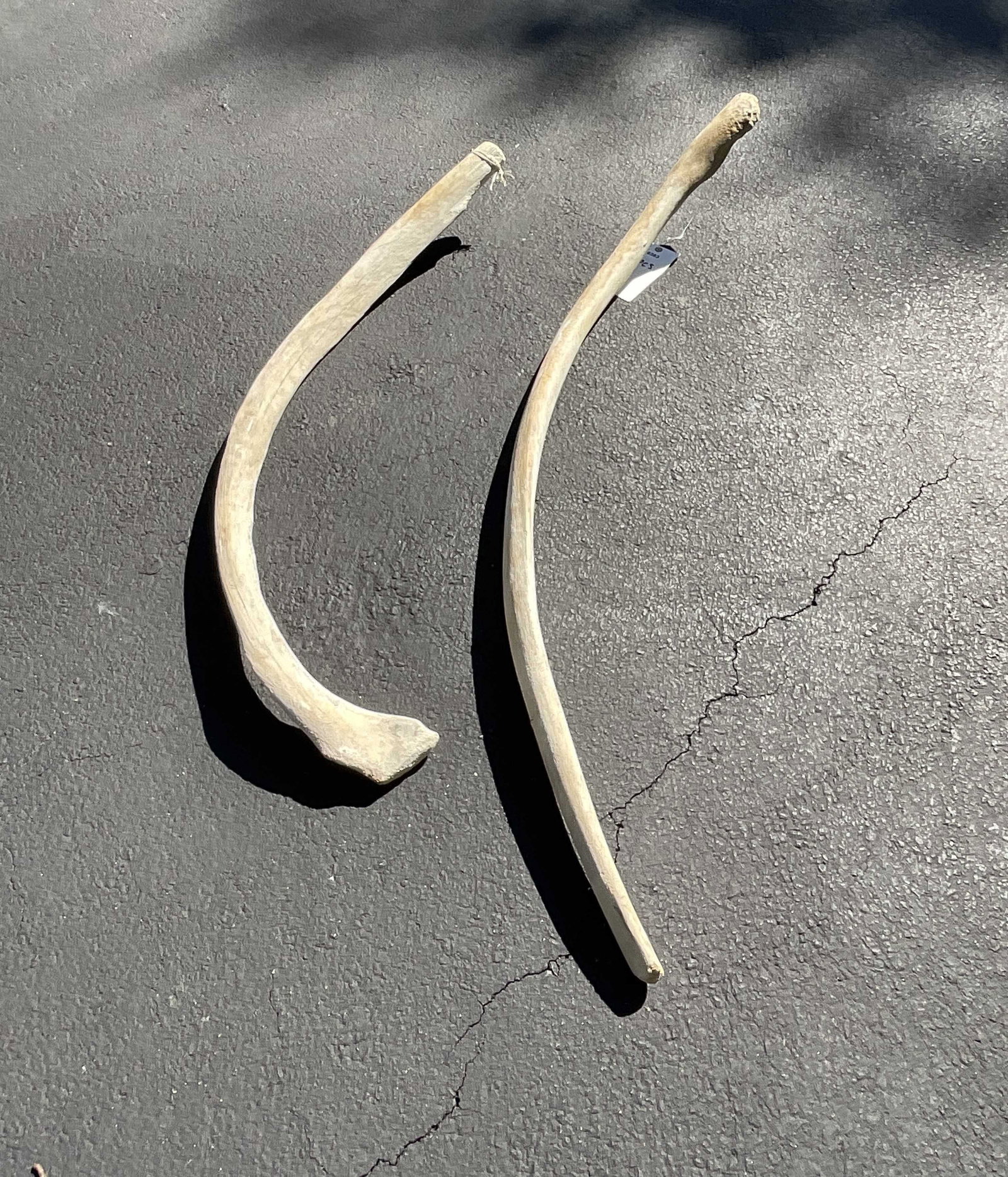 Pair Of Rare White Whale Ribs: Pair of very old Gray Whale Ribs. These are gray whale ribs. These ribs were part of an exhibit at the North River Museum on City Island New York. City Island is an historic ship building port in the 