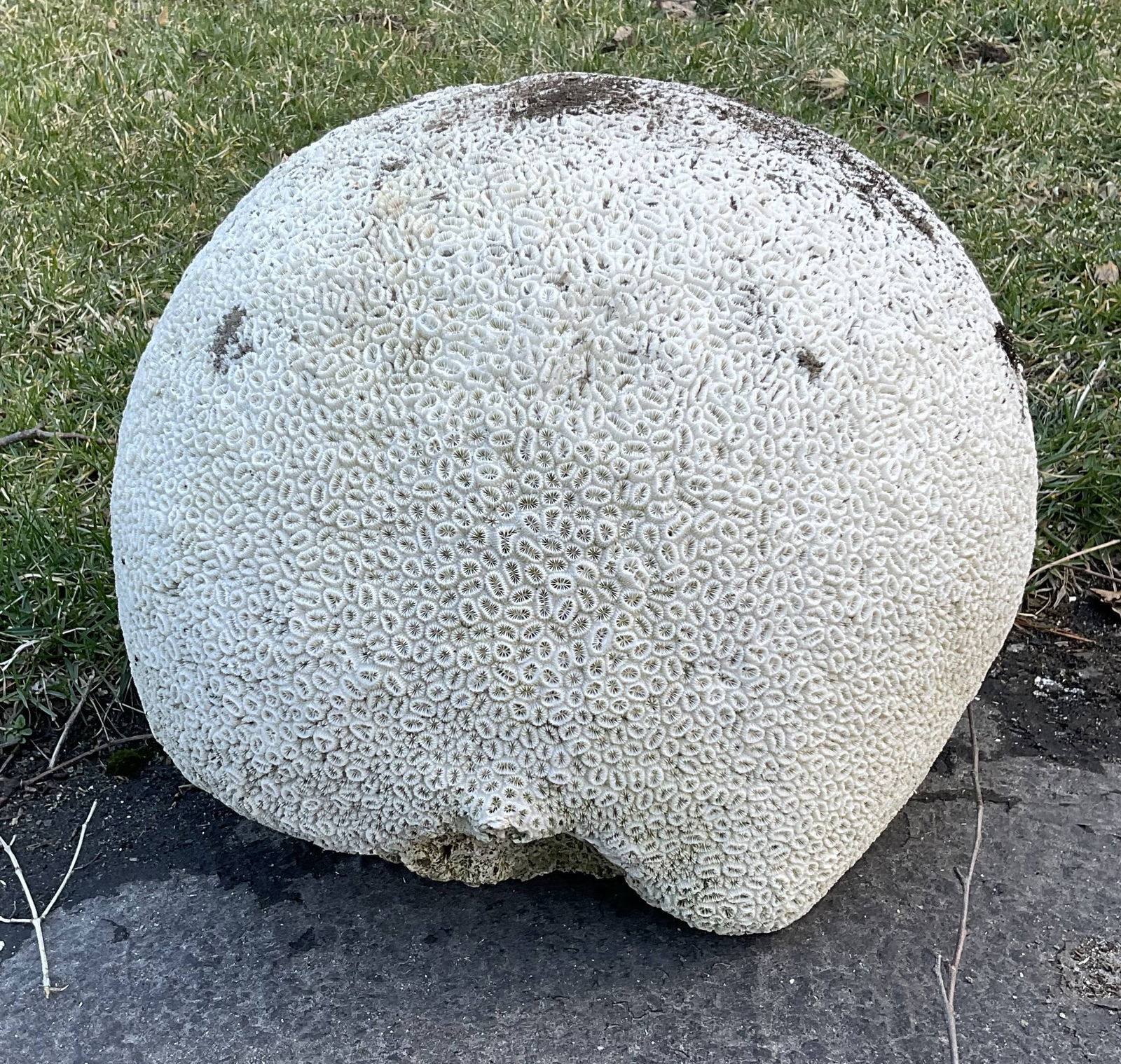 Large Piece of Brain Coral (1 of 5)