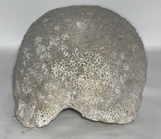 Massive Piece of Brain Coral from North River Muse