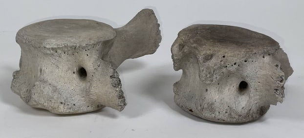 Pair of Whale Vertebrae