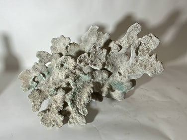 Large Piece of Ocean Coral from Museum